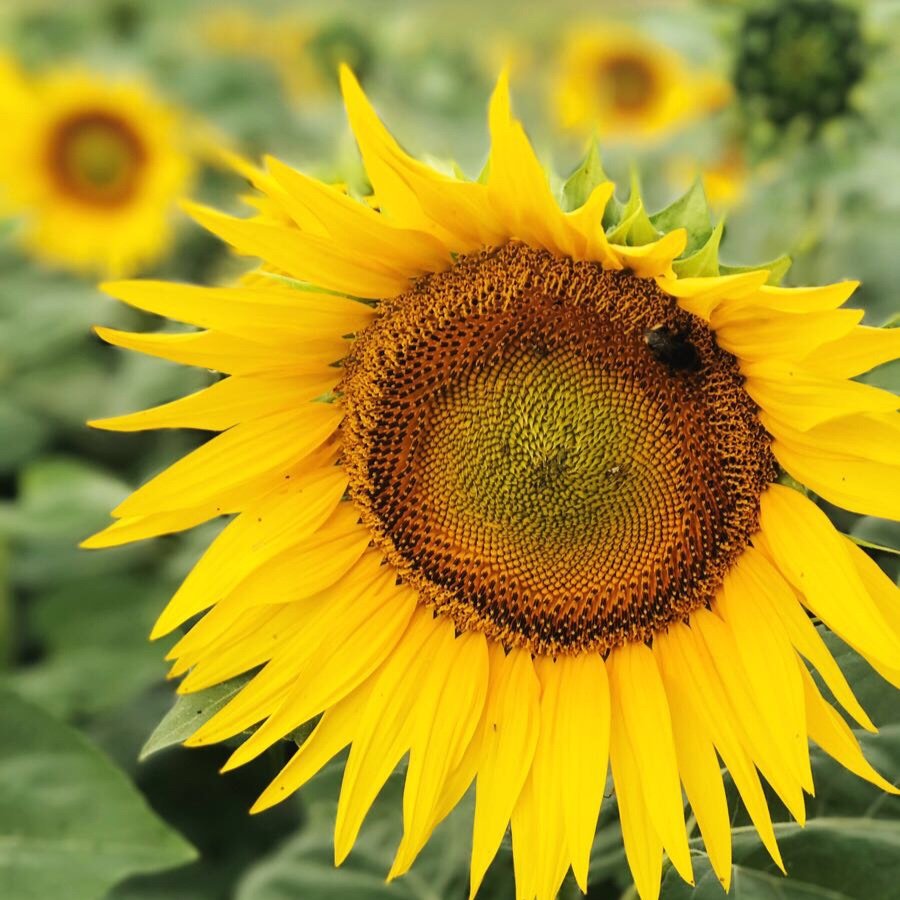 Sunflowers