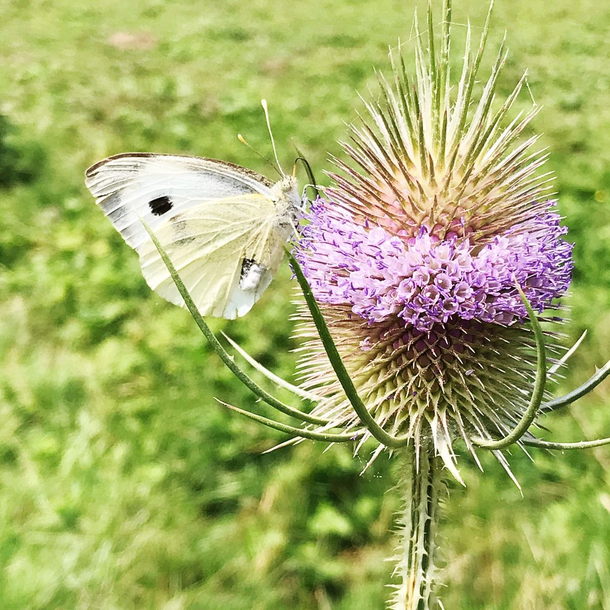 Flutterflying: The Art of Living Lightly