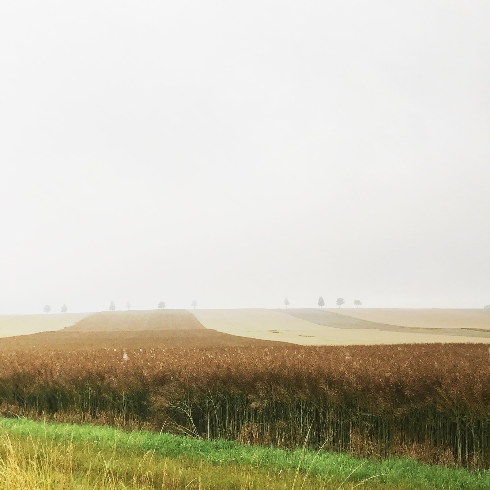 The Fields of Trance