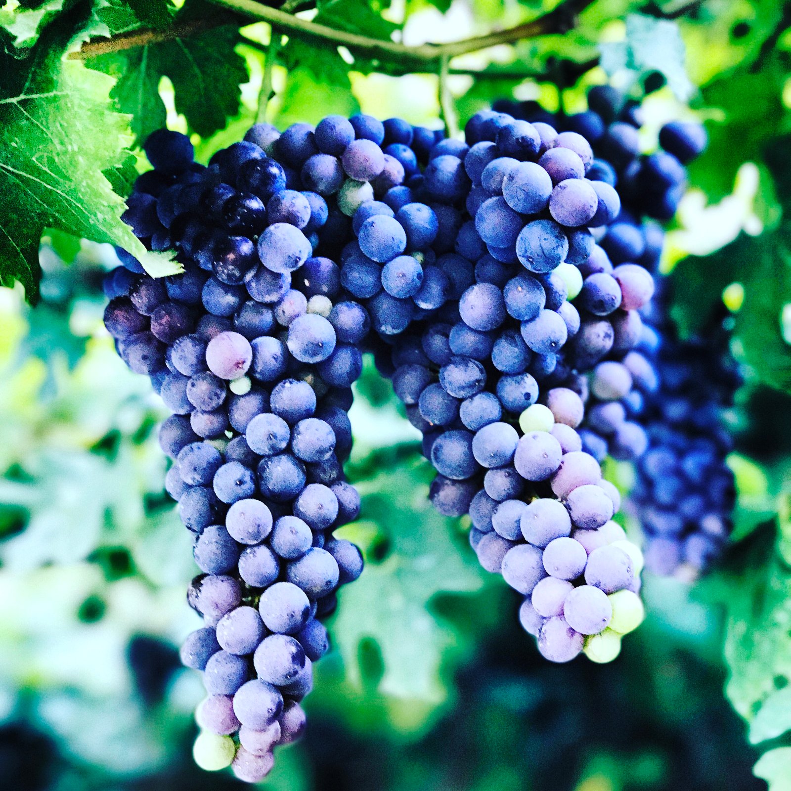 Bountiful: Spiritual Enlightment and Happiness Through Earthy Pursuit