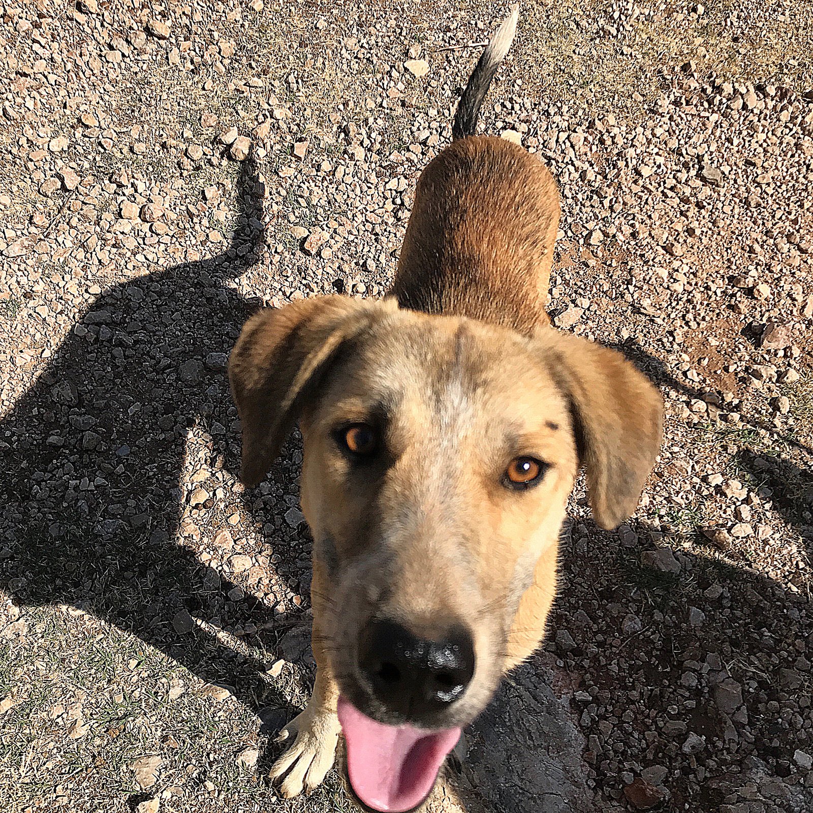 Boy: The Happy Go Puppy
