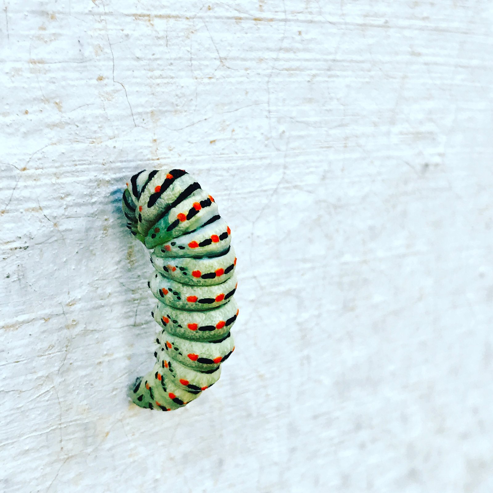 Cocooning: The Art of Stillness for Restoration, Rejuvenation and New Creation