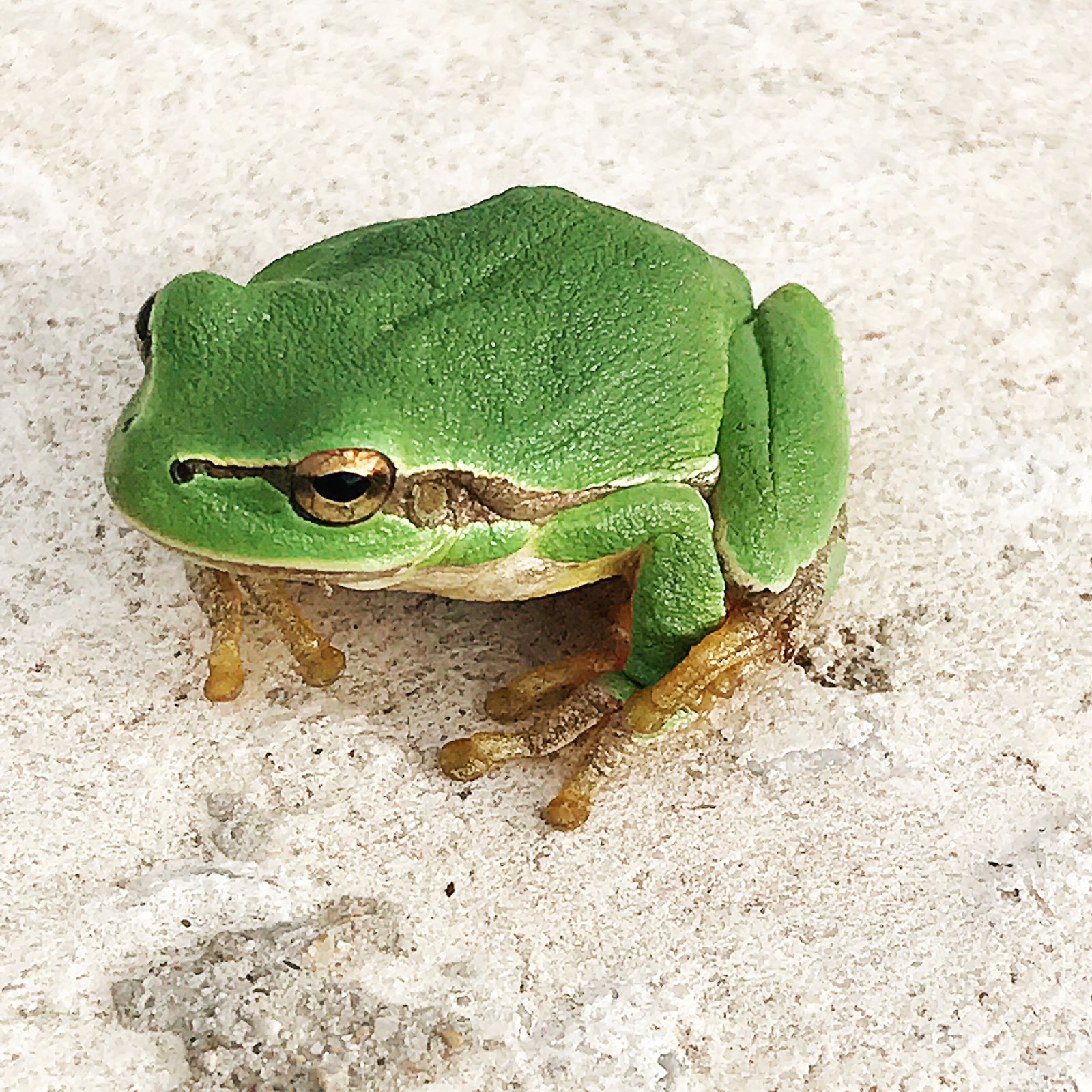 Wanderlust: Frogs, Ancient Monasteries and Singing Thermal Baths