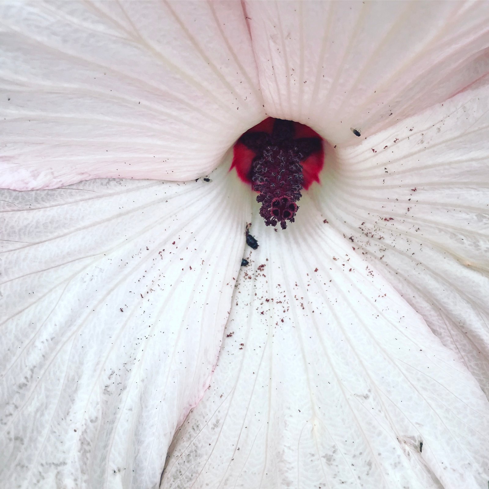 Amplitude: How To Amplify Your Abundance & Joy