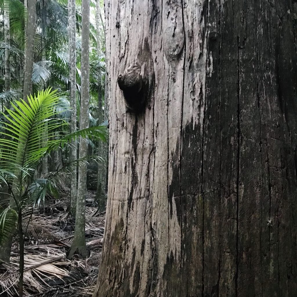 Mt Tamborine rainforest