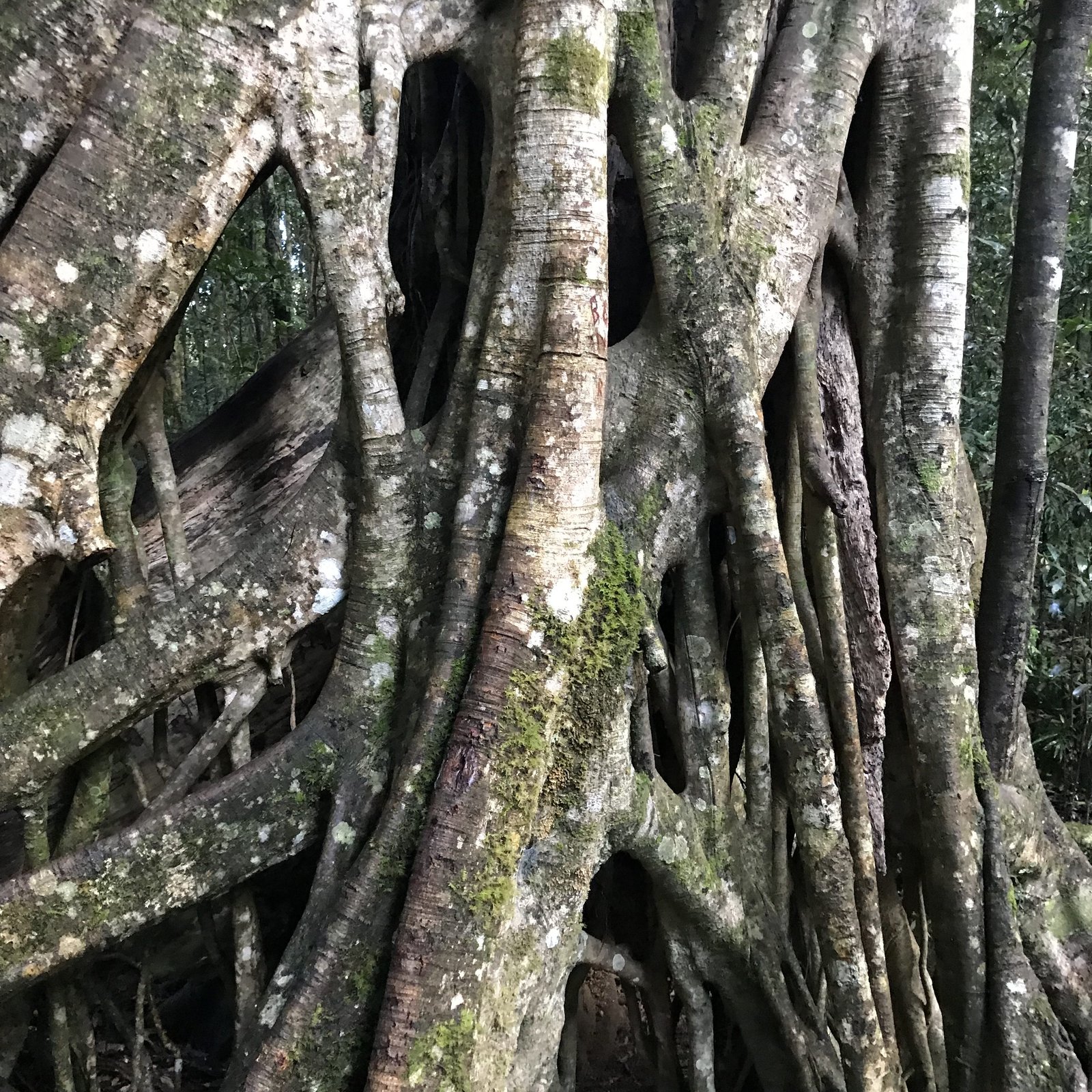 Communitrees: What Trees Can Teach Us About Community, Life & Death
