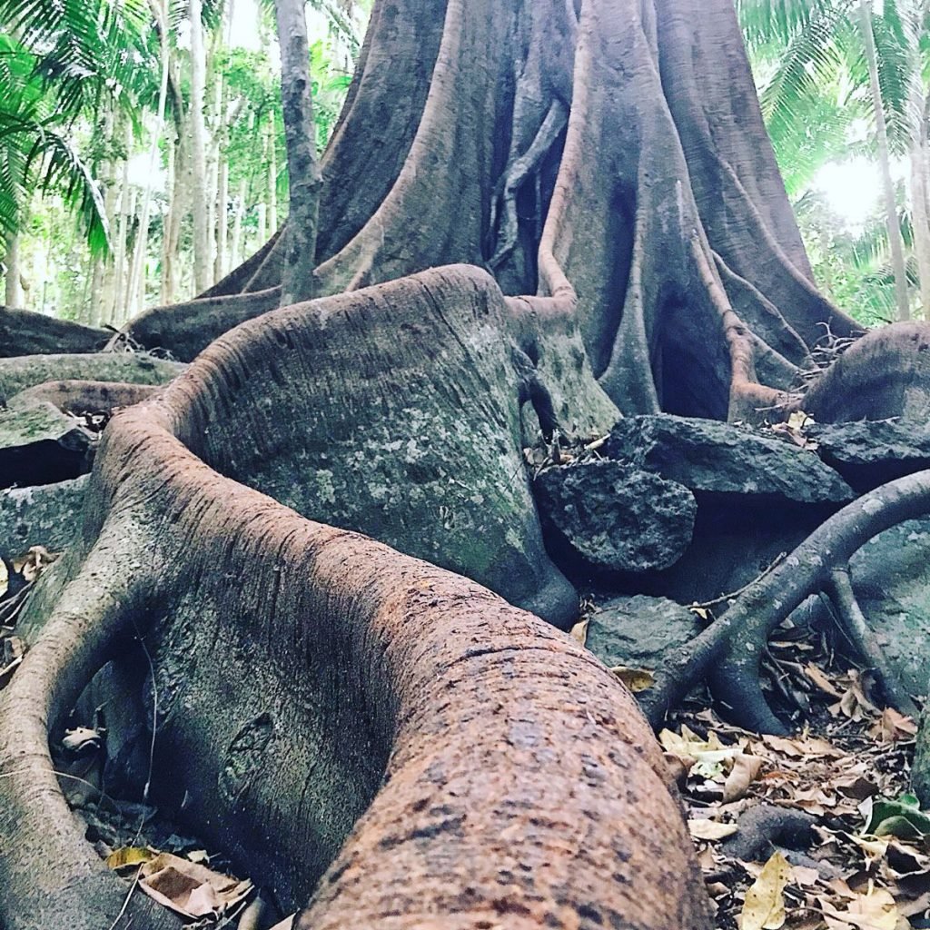 Mt Tamborine biodiversity