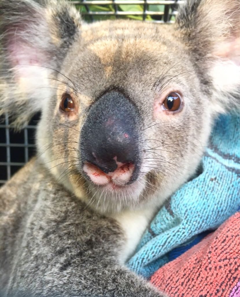 Gold Coast koalas