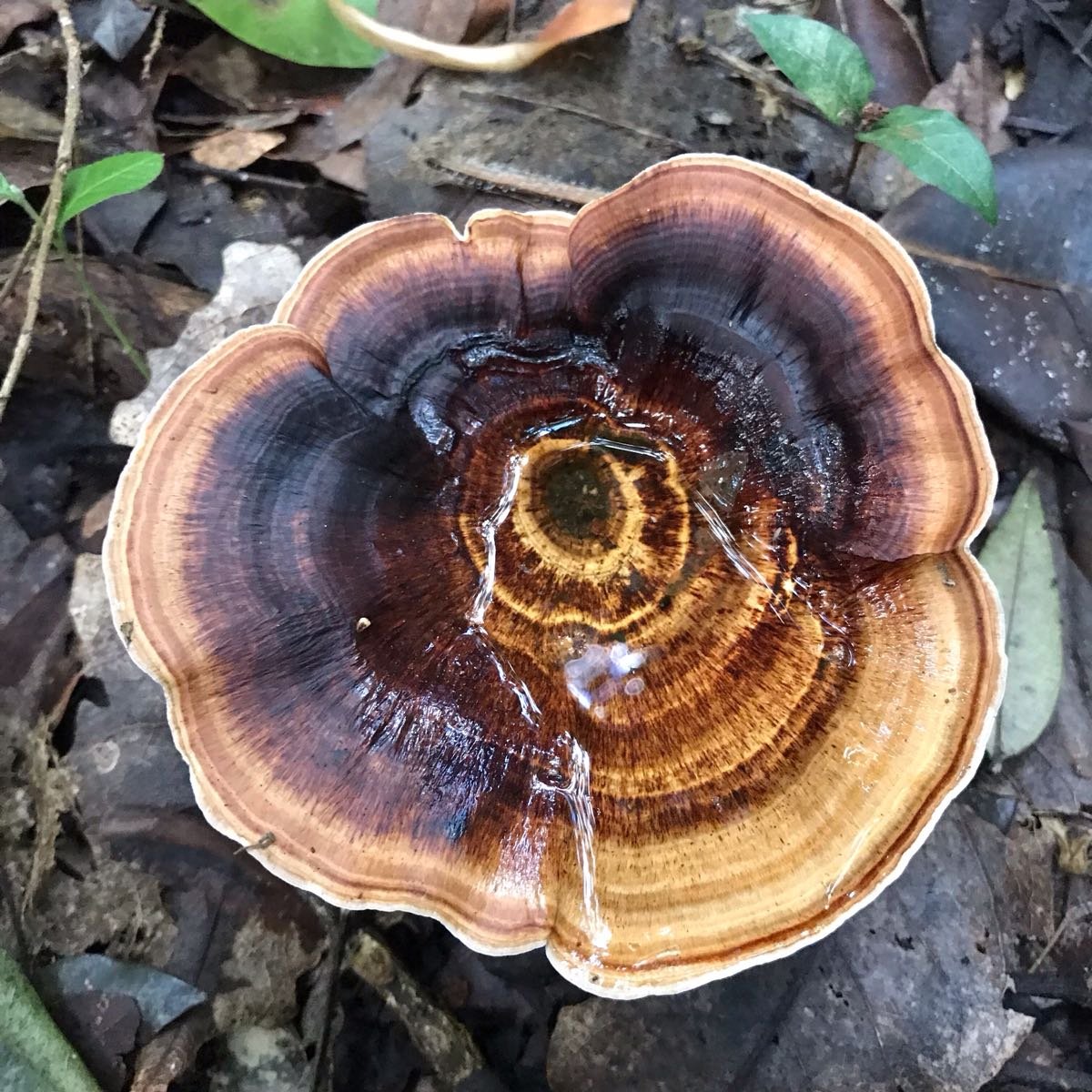 Fungi – Nature’s Earth Flowers