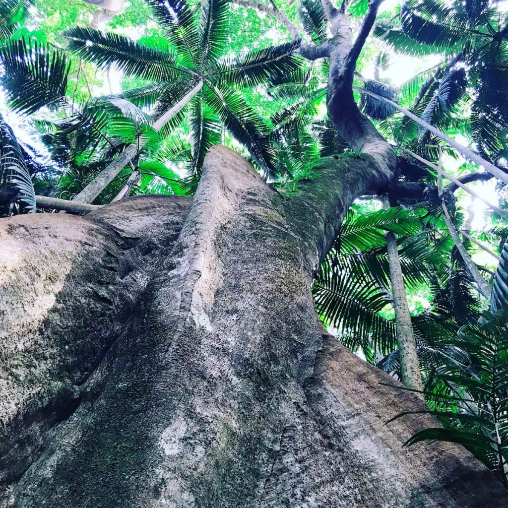 Tamborine Mountain - place of finger limes