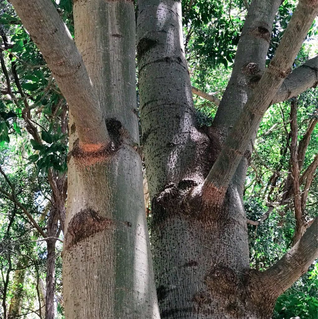 Bottle tree