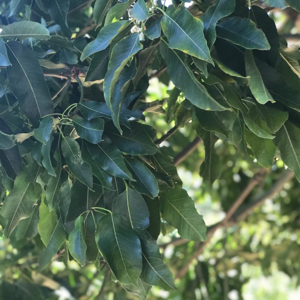 Bottle tree