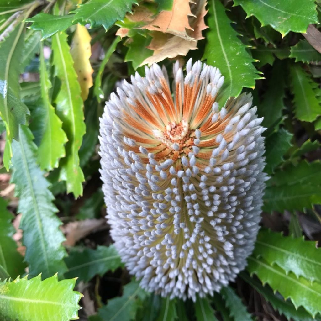 Banksia and hairy men