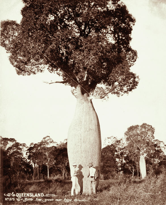 Queensland Bottle Tree