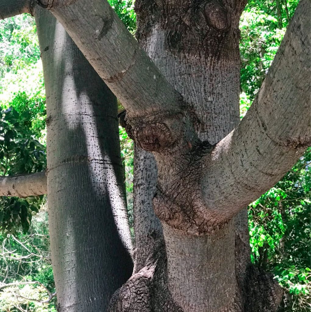 Bottle tree