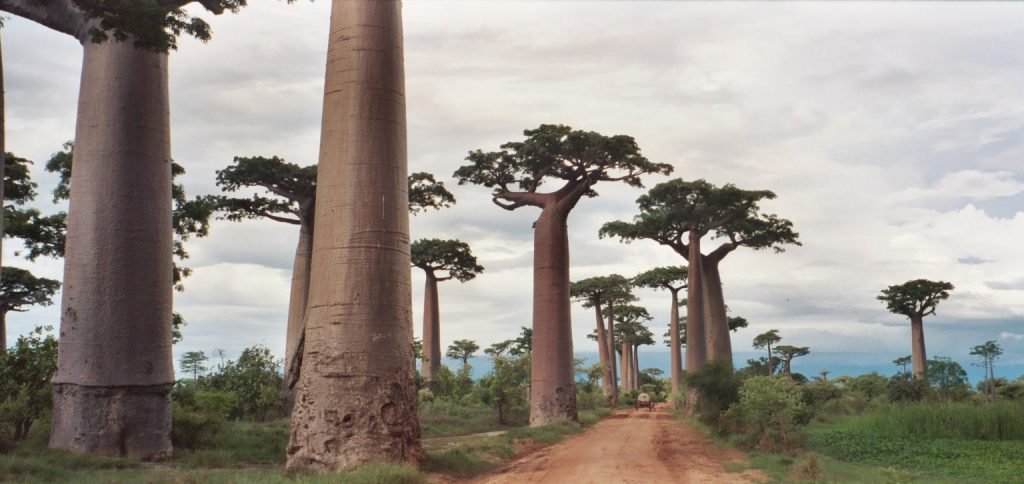 https://en.m.wikipedia.org/wiki/Avenue_of_the_Baobabs#/media/File%3AAdansonia_grandidieri_Pat_Hooper.jpg