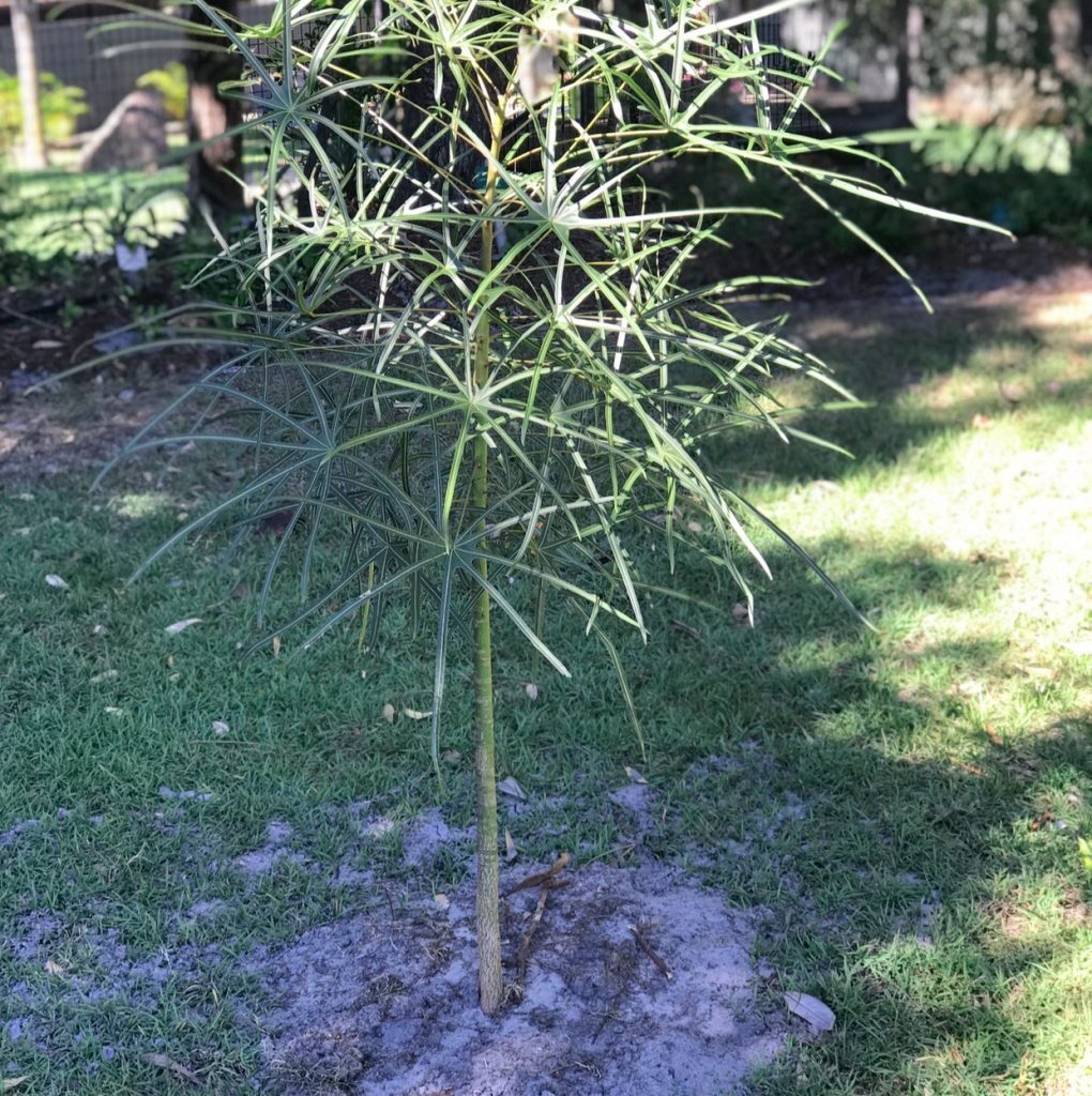 Arthur the Ormeau Bottle Tree