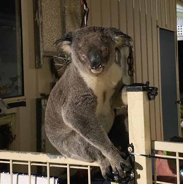 Tuppence the koala, Numimbah Valley, Qld