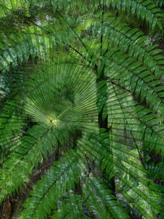 Magic and mythology of ferns