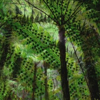 Finn and the Faerie Forest