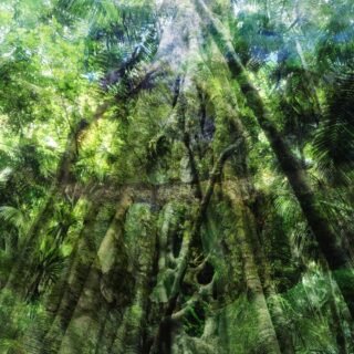 Whispers of the Forest