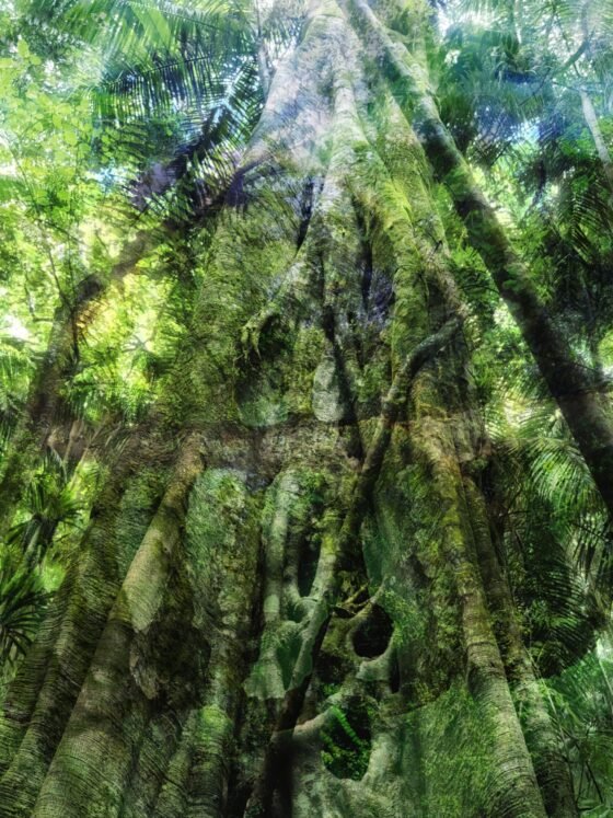 Song of the Forest