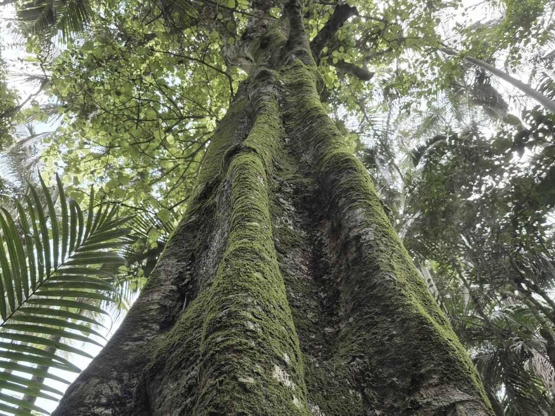 Whispers of the Forest