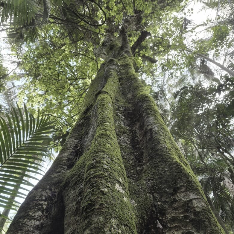 Whispers of the Forest