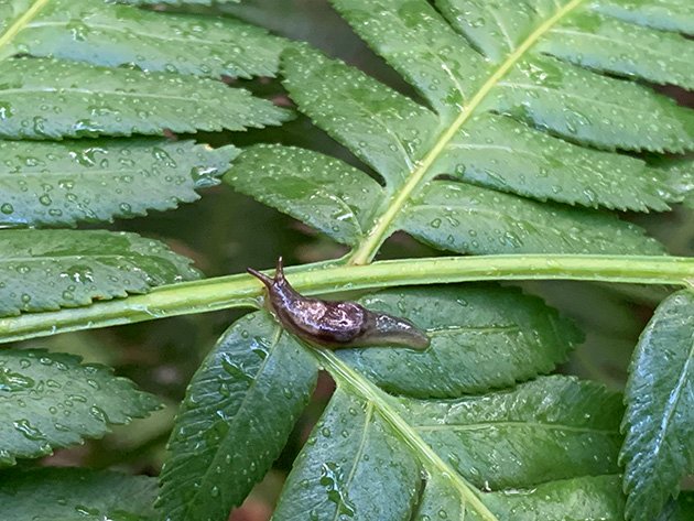 Fern and native land snail