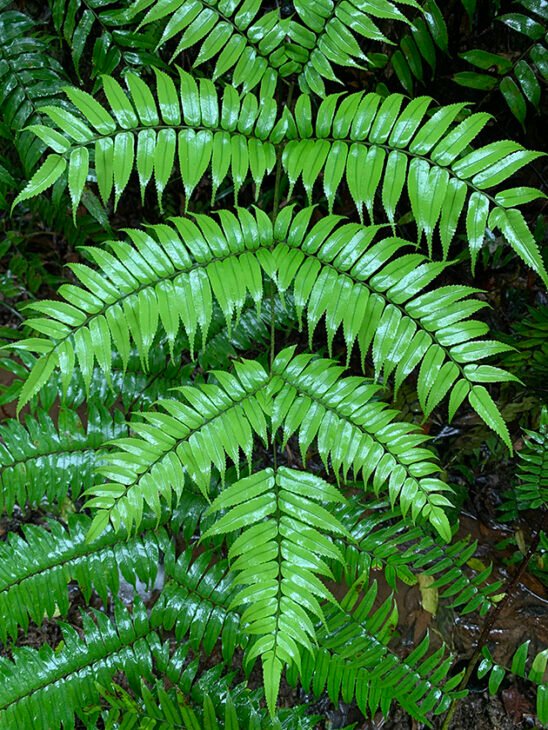 Cyathea rebeccae