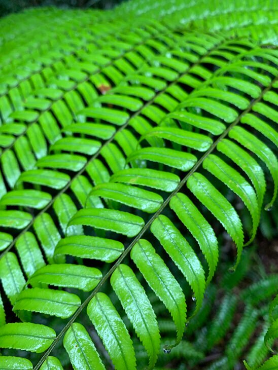 Cyathea rebeccae