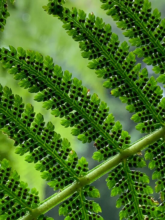 Fern spores