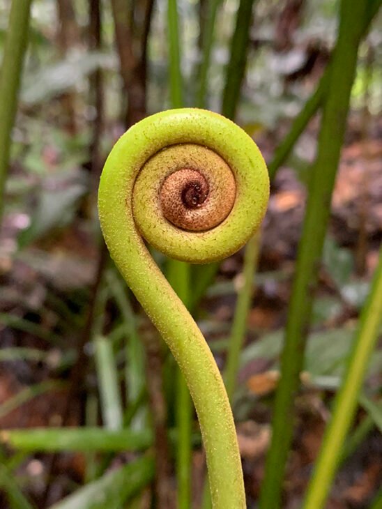 Fern crozier