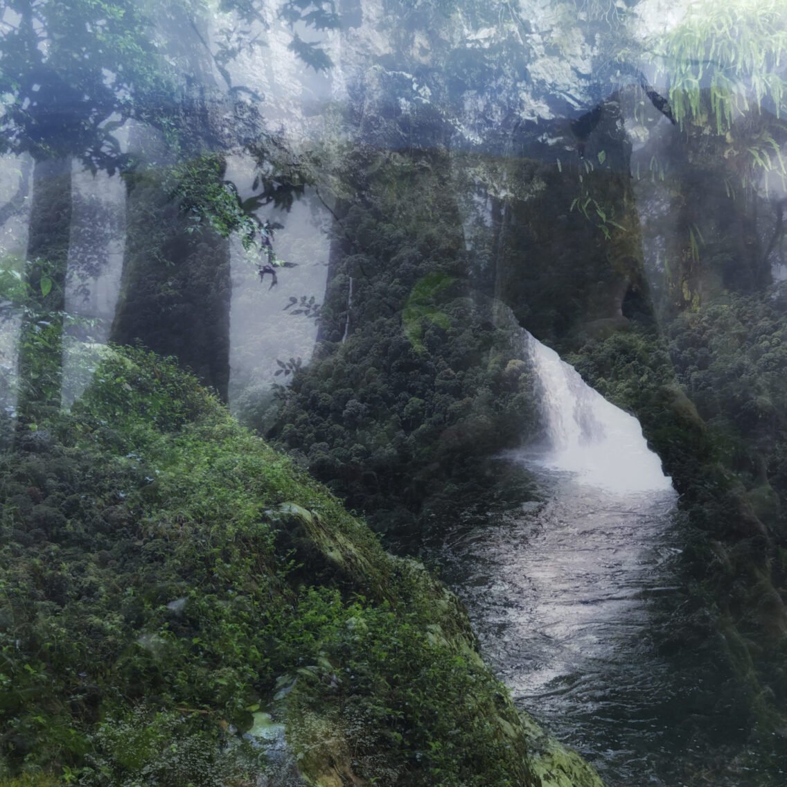 Whisper of the Woods