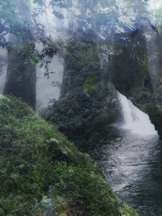 Whisper of the Woods