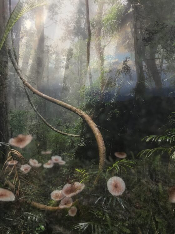 Finn and the Faerie Forest