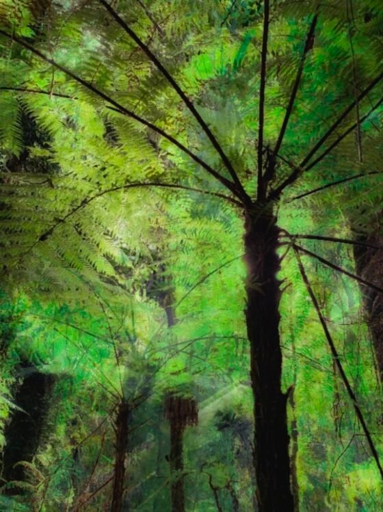 Tree Fern Forest